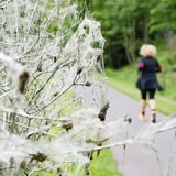 Im Vordergrund ein Strauch, der von der Gespinstmotte in ein weißes Netz eingehüllt wurde, im Hintergrund eine Joggerin im schwarzen Outfit
