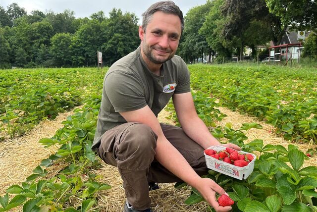 Christoph Heine pflückt sich eine Erdbeere von seinem Feld an der Backumer Straße.