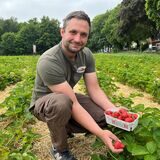 Christoph Heine pflückt sich eine Erdbeere von seinem Feld an der Backumer Straße.