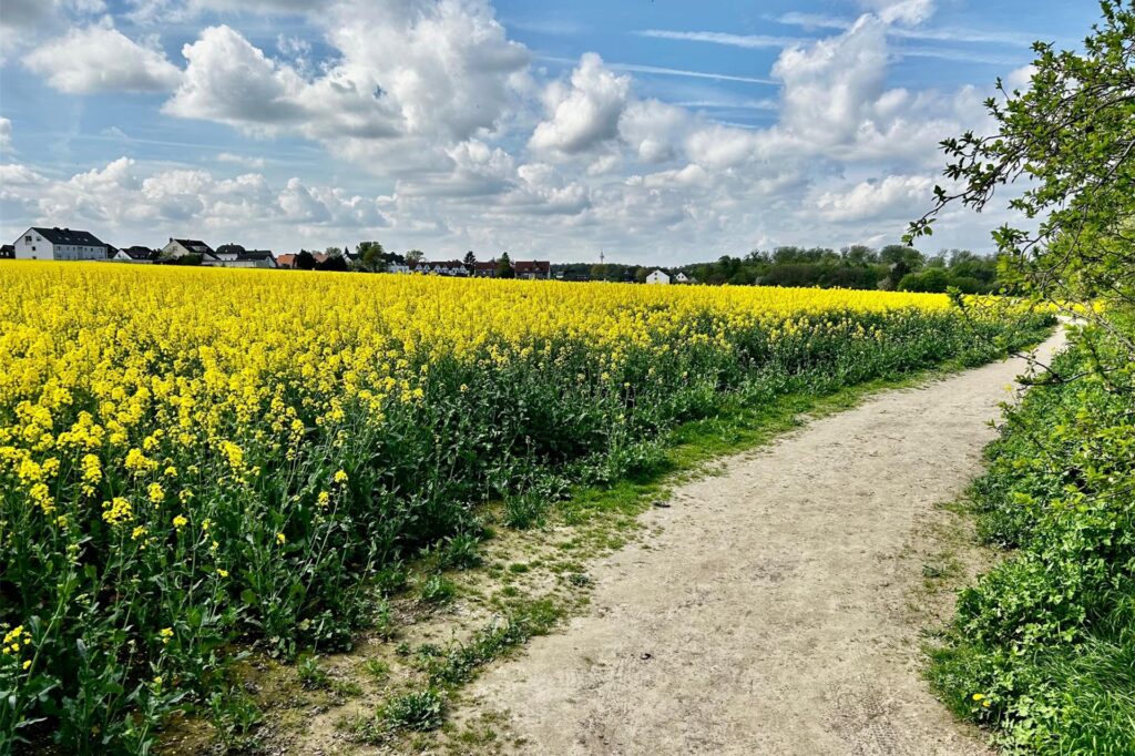 Auch auf diesem Feld in Sölderholz ist schon lange ein Neubaugebiet geplant. Laut Stadt Dortmund soll es hier 2025 los gehen. Auch auf diesem Feld in Sölderholz ist schon lange ein Neubaugebiet geplant. Laut Stadt Dortmund soll es hier 2025 los gehen.