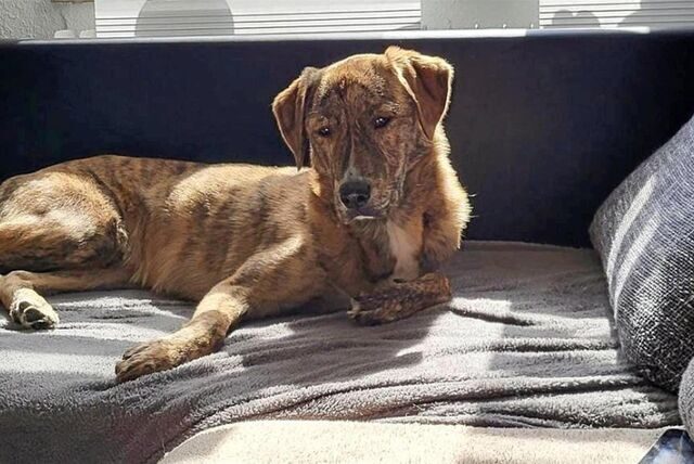 Am 27. April entstand dieses Foto von Twingo: Es ist das letzte, das die Halterin aufgenommen hat, bevor der Hund angebunden gefunden wurde.