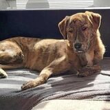 Am 27. April entstand dieses Foto von Twingo: Es ist das letzte, das die Halterin aufgenommen hat, bevor der Hund angebunden gefunden wurde.