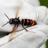 Eine Asiatische Hornisse sitzt auf einem weißen Leder-Handschuh.