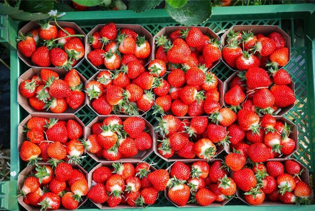 Erdbeeren in Schalen