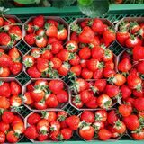 Erdbeeren in Schalen