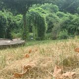 Gras vor Denkmal stark vertrocknet.