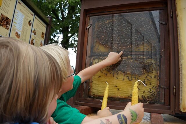 Zwei Kinder stehen vor einem Glaskasten, in dem ein Bienen-Schauvolk lebt. Ein Kind zeigt mit seiner Hand auf die Bienen.