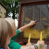 Zwei Kinder stehen vor einem Glaskasten, in dem ein Bienen-Schauvolk lebt. Ein Kind zeigt mit seiner Hand auf die Bienen.