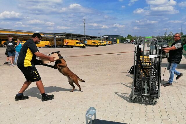 Ein belgischer Schäferhund verbeißt sich in ein Paket, das ein Postbote in den Händen hält.