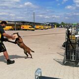 Ein belgischer Schäferhund verbeißt sich in ein Paket, das ein Postbote in den Händen hält.