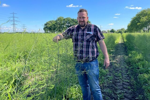 Jan Menken inmitten von Spargelkraut auf einem Feld an der Oststraße in Castrop-Rauxel.