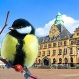 Kohlmeise vor dem Rathaus in Recklinghausen