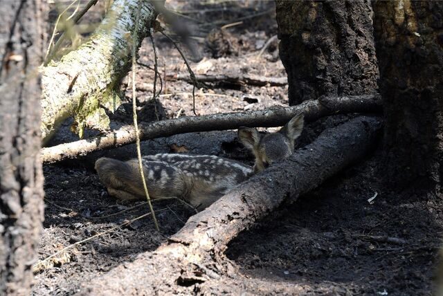 Ein Rehkitz hockt in einem Wald