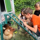 Drei Kinder beobachten die Hühner.