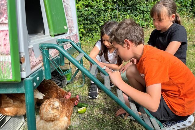 Drei Kinder beobachten die Hühner.