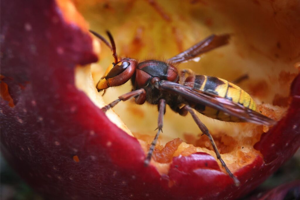 Eine Hornisse frisst an einem unter einem Apfelbaum liegenden Apfel. Eine Hornisse frisst an einem unter einem Apfelbaum liegenden Apfel.