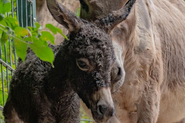 Neues Eselfohlen im Dortmunder Zoo