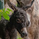 Neues Eselfohlen im Dortmunder Zoo