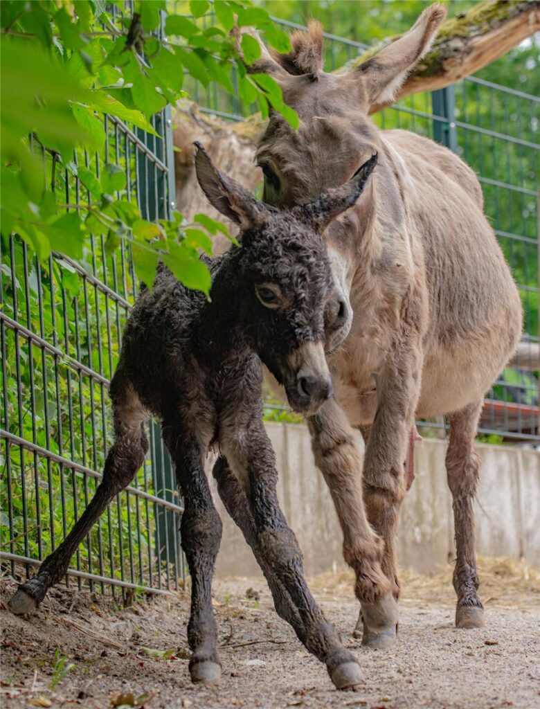 Das neue Eselfohlen im Dortmunder Zoo Das neue Eselfohlen im Dortmunder Zoo