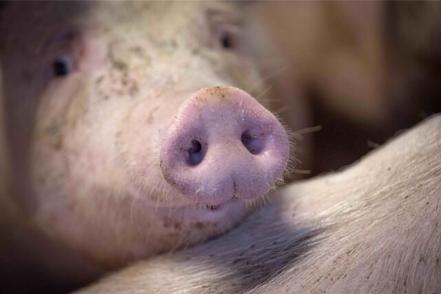 Ein Schwein in einem Stall
