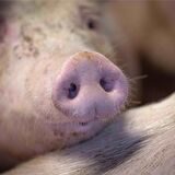 Ein Schwein in einem Stall