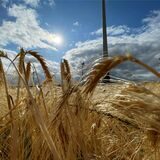 Die Gerste auf Schwerin wiegt im Wind hin und her, die Windkraftanlagen laufen auf voller Kraft: Am 5. Juli 2023 stürmte es in Castrop-Rauxel.