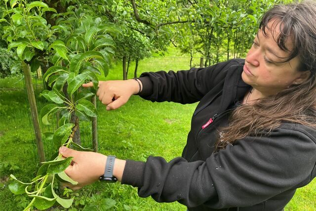 Michaela Scheideler zeigt an einem Obstbaumzweig, wo der Rückschnitt erfolgen muss.