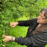 Michaela Scheideler zeigt an einem Obstbaumzweig, wo der Rückschnitt erfolgen muss.