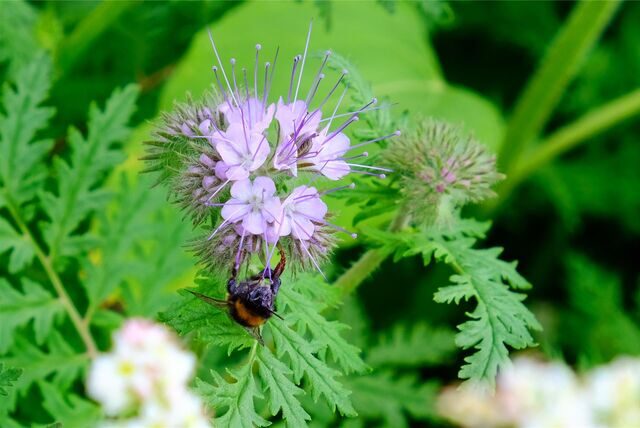 Eine Mauerbiene sitzt auf einer lilafarbenen Blüte in Recklinghausen.