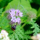 Eine Mauerbiene sitzt auf einer lilafarbenen Blüte in Recklinghausen.