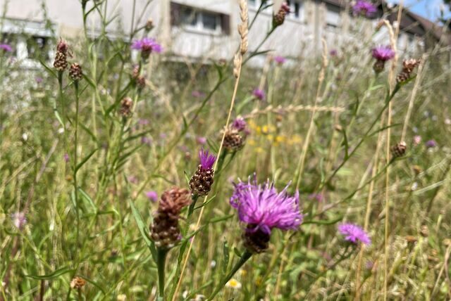 Vor LEG-Mietshäusern an der Heimstraße in Ickern wuchern Wildkräuter auf bis zu 1,50 oder gar 1,80 Meter Höhe. Ist das ungepflegt oder insektenfreundlich?