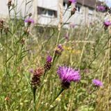 Vor LEG-Mietshäusern an der Heimstraße in Ickern wuchern Wildkräuter auf bis zu 1,50 oder gar 1,80 Meter Höhe. Ist das ungepflegt oder insektenfreundlich?