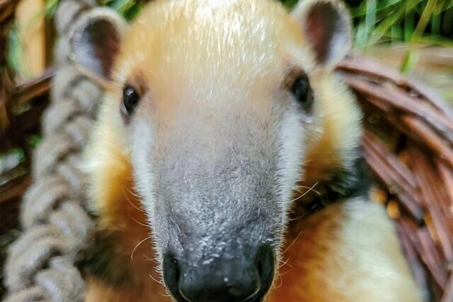 Der Dortmunder Zoo meldet einen Neuzugang: Ameisenbär Emilio ist eingetroffen.