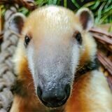 Der Dortmunder Zoo meldet einen Neuzugang: Ameisenbär Emilio ist eingetroffen.