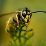 Imkermeister Ralf Schmidt ist der Dortmunder Experte für schwarz-gelbe Insekten.