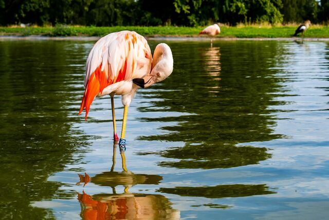 Ein Flamingo steht im Westfalenpark Dortmund um Teich in der Nähe des Haupteingangs.