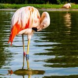 Ein Flamingo steht im Westfalenpark Dortmund um Teich in der Nähe des Haupteingangs.