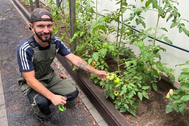 Markus Neumann hockt in Recklinghausen vor einer Tomatenpflanze