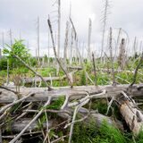 Abgestorbene Fichten stehen und liegen im Nationalpark Harz.