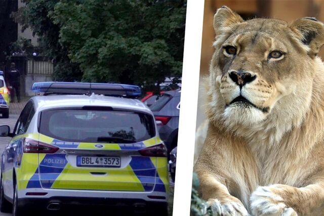 Polizeifahrzeuge fahren bei einer Suchaktion nach einem freilaufenden gefährlichen Wildtier im Bereich der südlichen Landesgrenze von Berlin und Löwin
