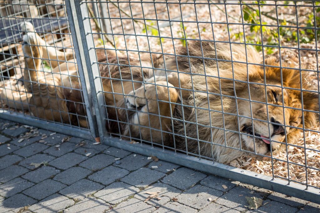 Löwe im Käfig Löwe im Käfig