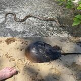 Naturfreund und Papatastisch-Autor Thomas Raulf hat im Urlaub interessante Tiere kennengelernt, darunter ein „horseshoe crab“ und eine Schlange (zum Glück nicht näher).