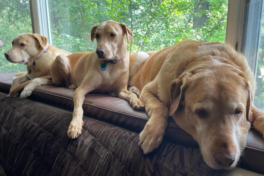 Beau, Casey und George (l.) haben der Papatastisch-Familie viel Freude gemacht. Als der Urlaub vorbei war, haben wir Menschen auch so traurig dreingeblickt.