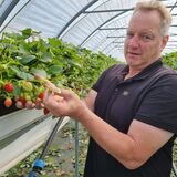 Ein Mann steht an Erdbeerpflanzen