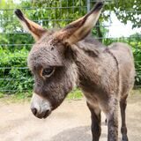 Eselfohlen Maxi sorgt im Dortmunder Zoo für entzückte Gesichter. Wir haben die schönsten Fotos vom kuschligen Nachwuchs.