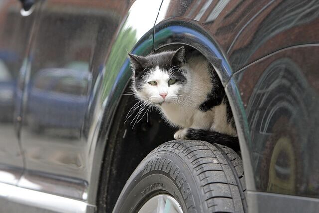 Eine Katze versteckt sich im Radkasten eines Autos.