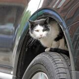Eine Katze versteckt sich im Radkasten eines Autos.