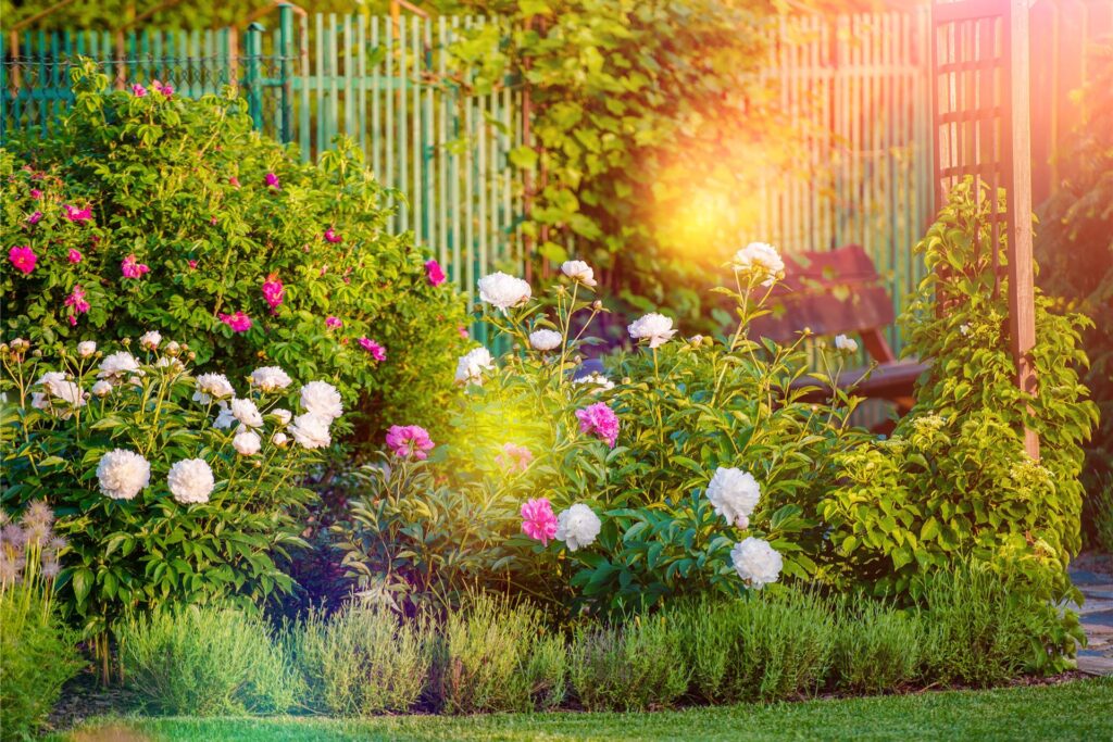 Gartenbeet im Sonnenuntergang Gartenbeet im Sonnenuntergang