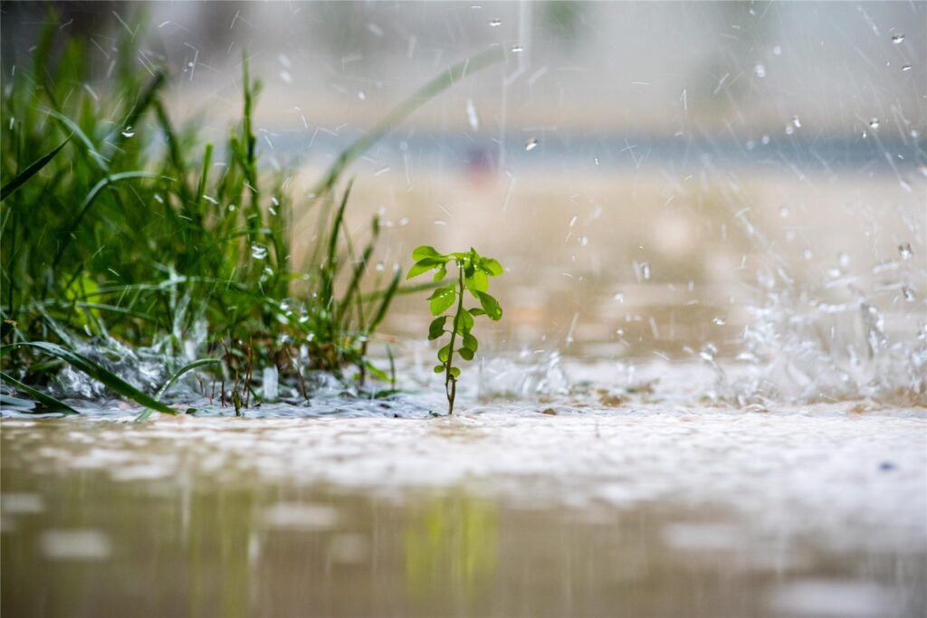 Regenwasser trifft auf Erde und Pflanzen Regenwasser trifft auf Erde und Pflanzen