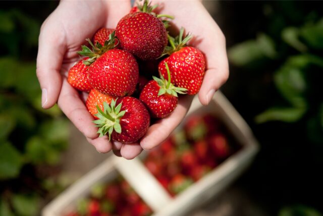 Die Erdbeersaison 2021 füllt für die Obstbauern enttäuschend aus.
